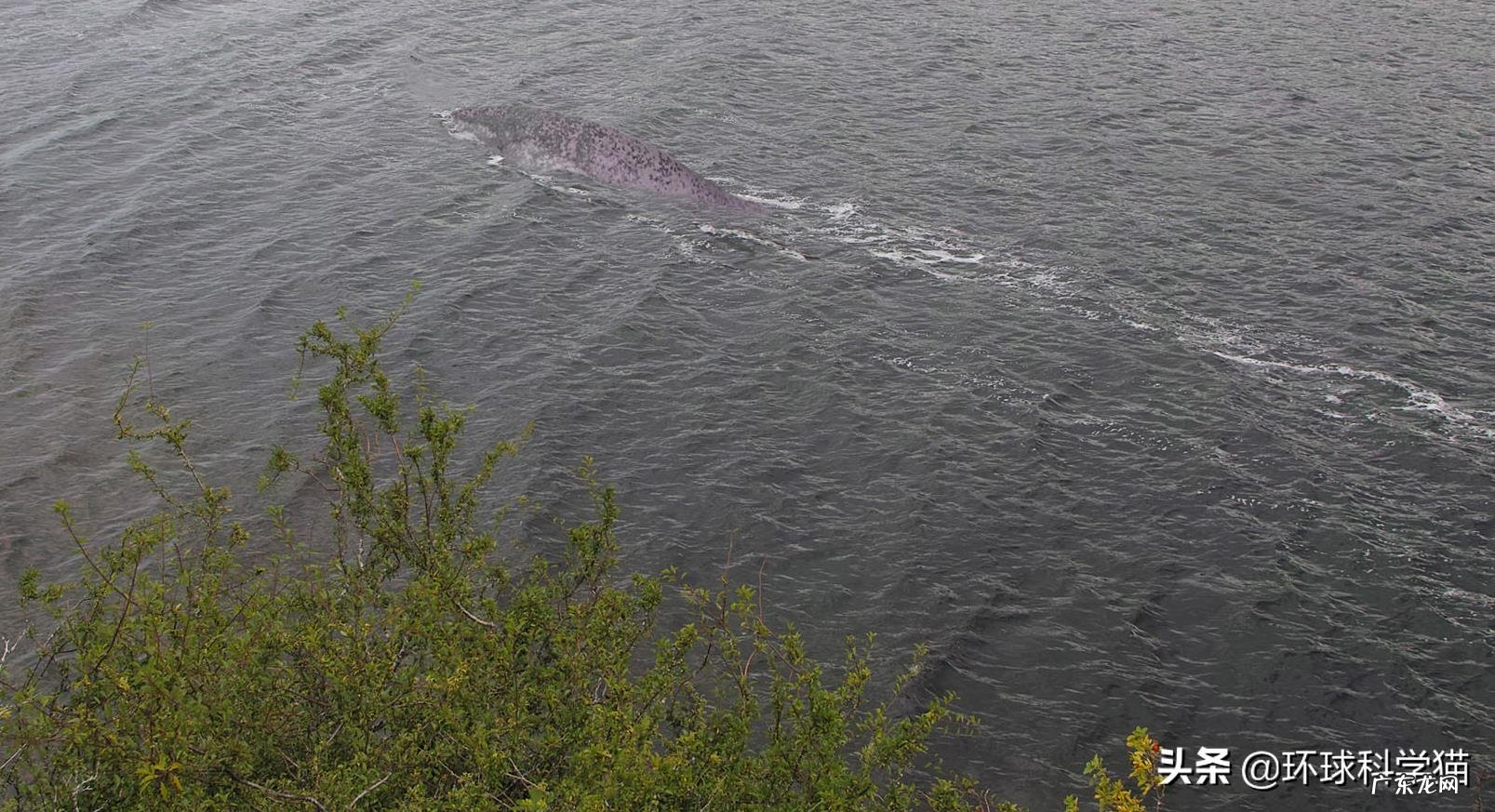 尼斯湖到底有没有水怪?