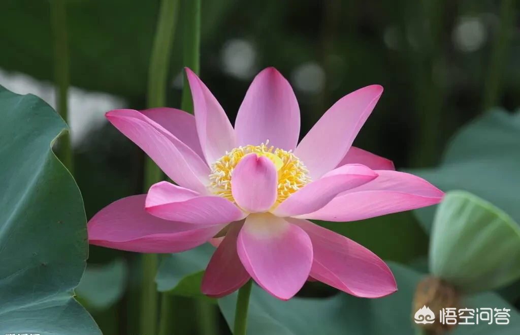 如何评价《麦田里的守望者》这本书?