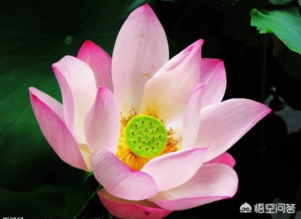 如何评价《麦田里的守望者》这本书?