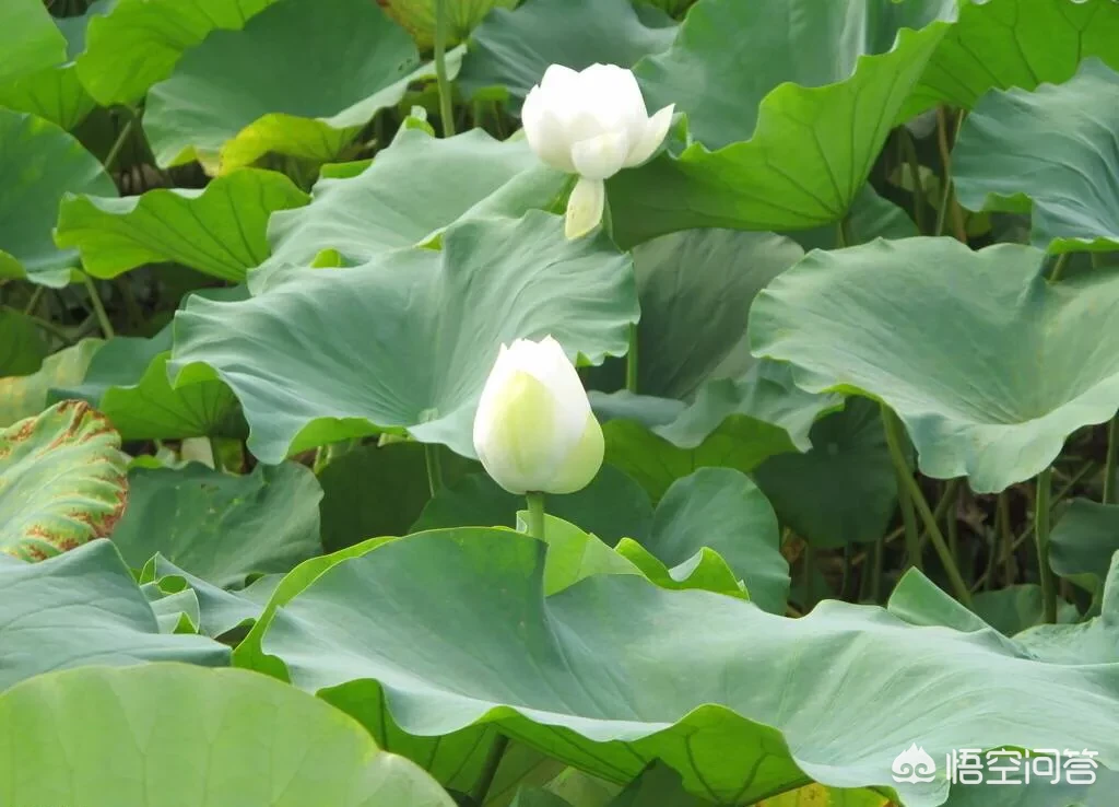 如何评价《麦田里的守望者》这本书?