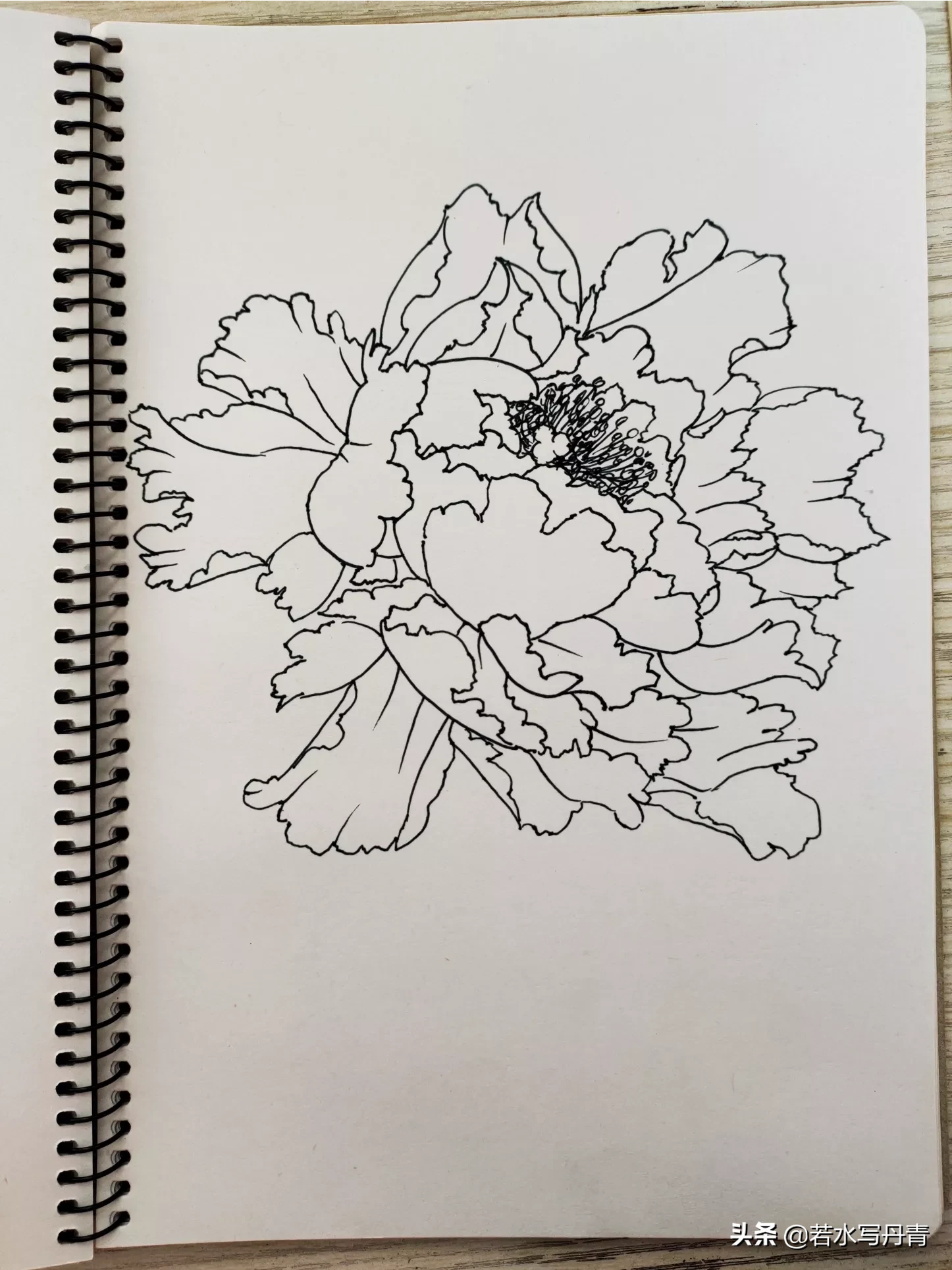 中国画中的牡丹该怎样画?