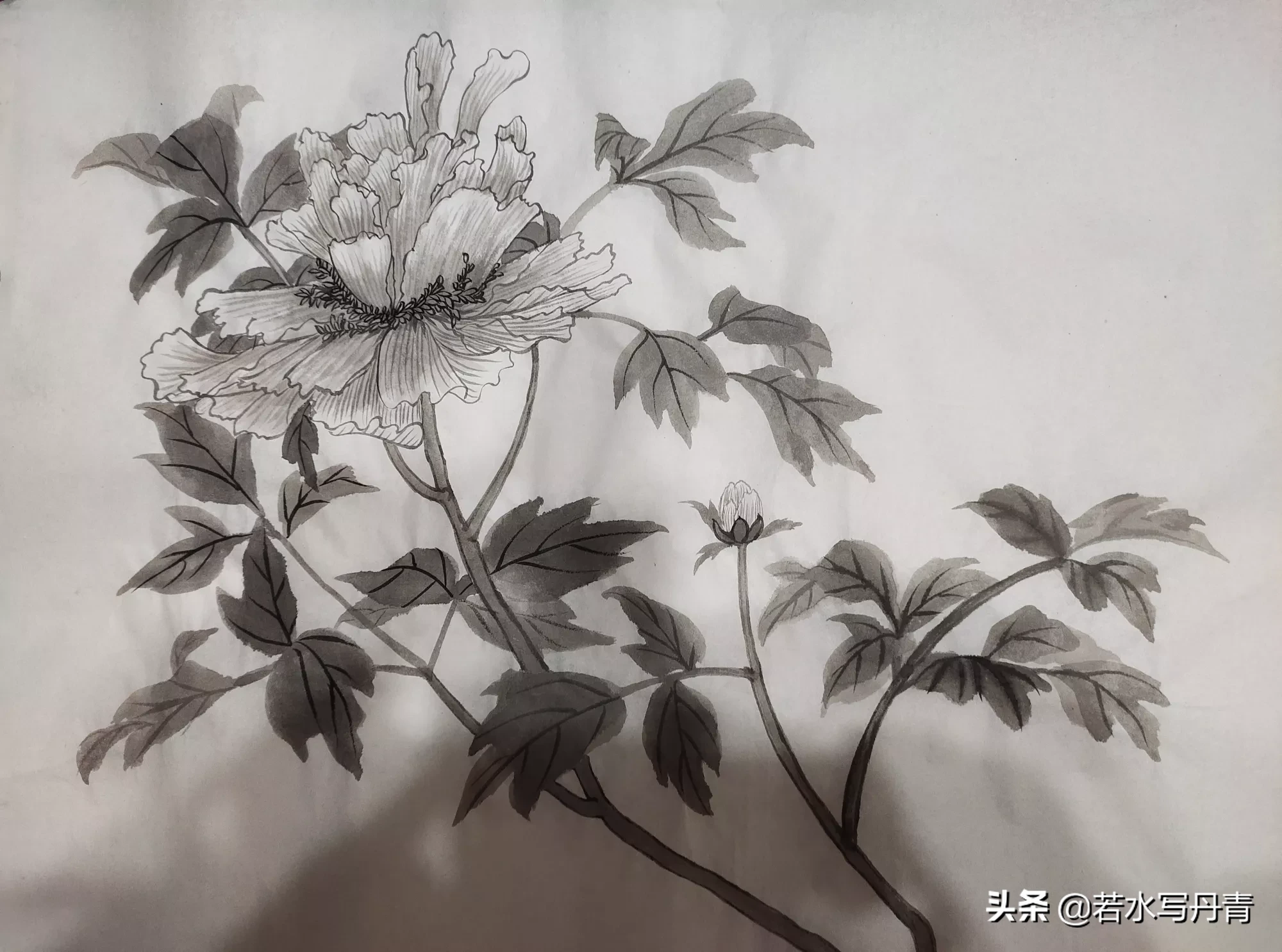 中国画中的牡丹该怎样画?