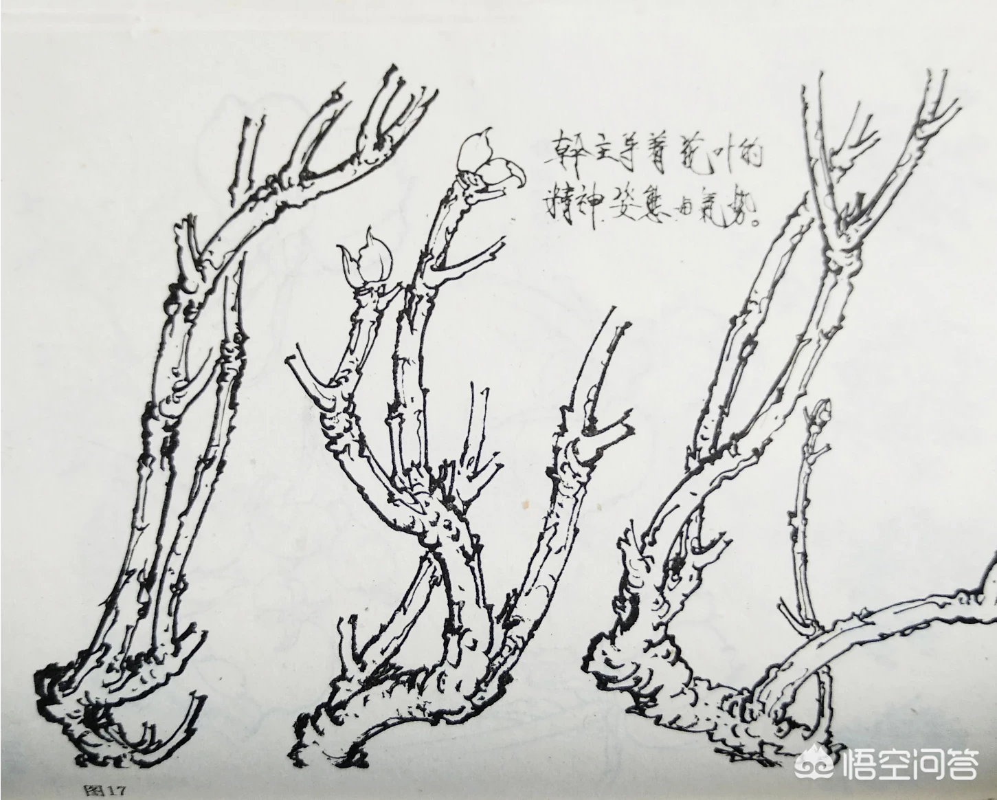 中国画中的牡丹该怎样画?