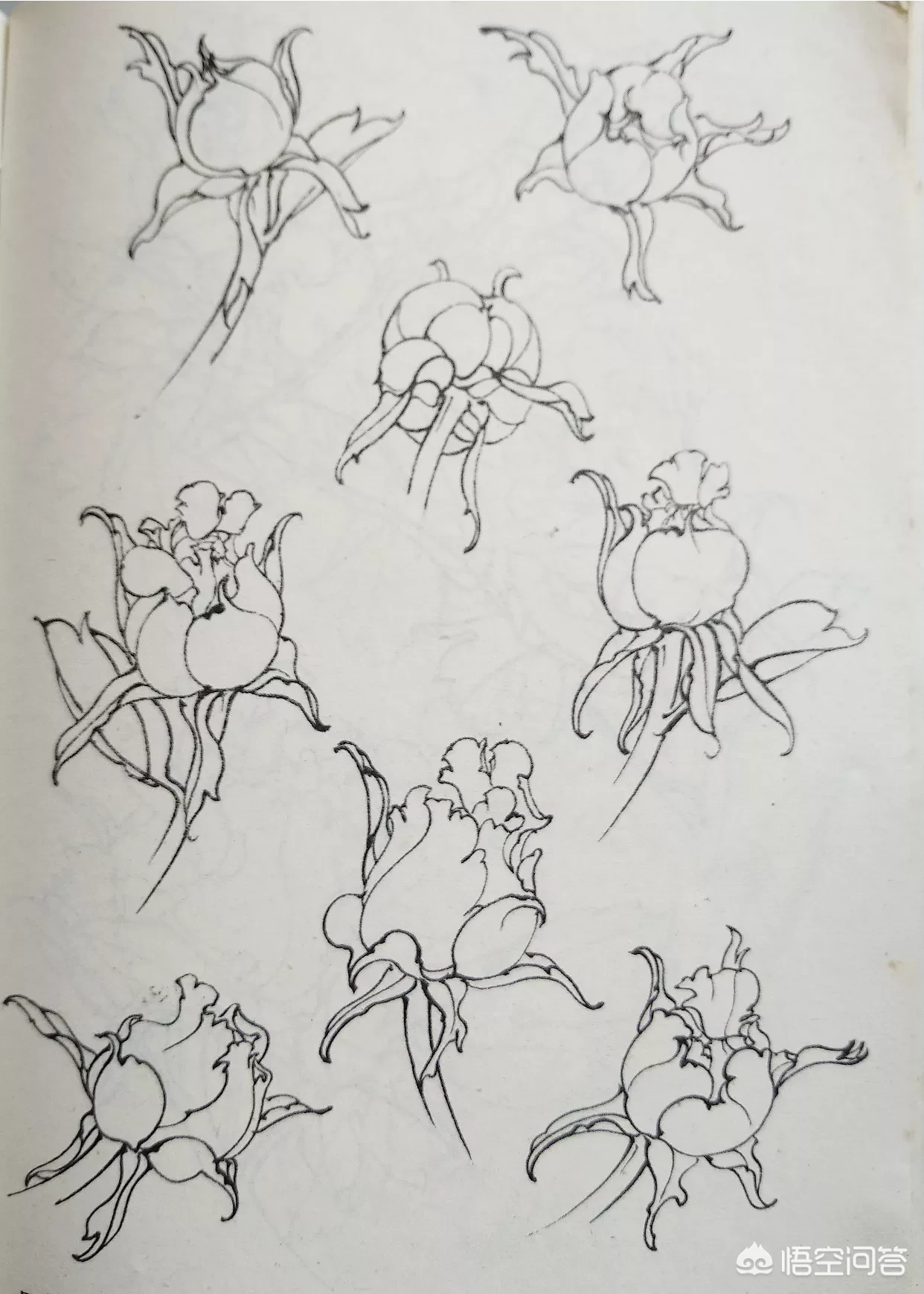 中国画中的牡丹该怎样画?