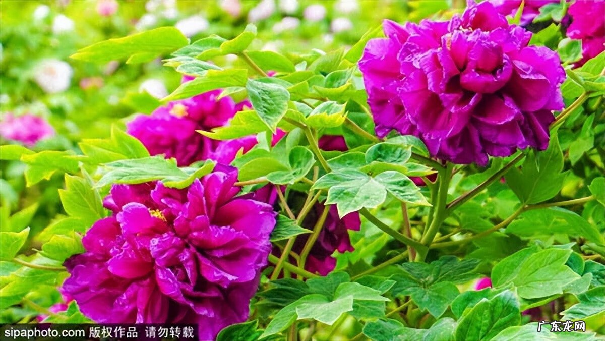 红螺寺三绝景 红螺寺景区外面风水