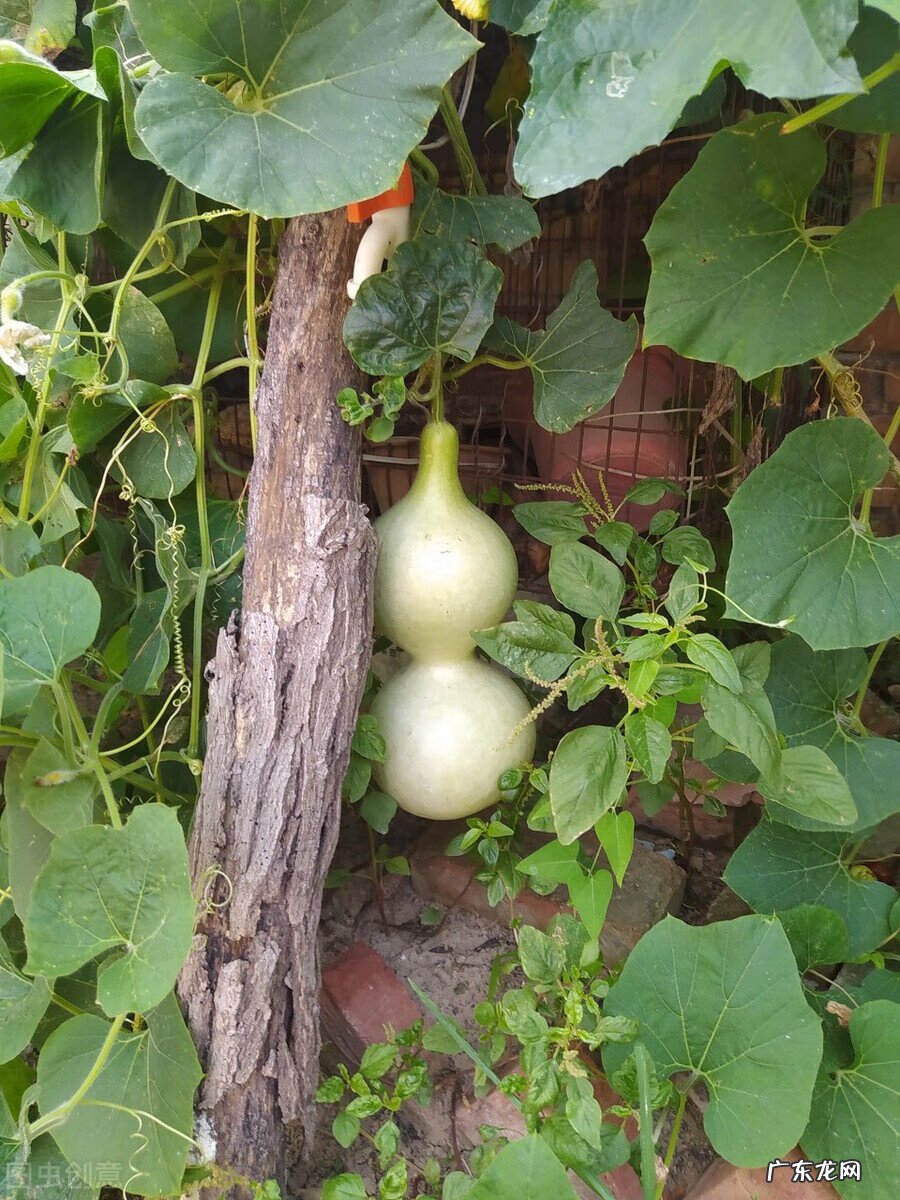 风水葫芦每年都得换吗 家里的葫芦多久换一次