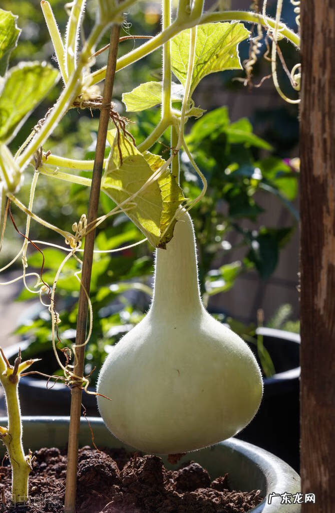 风水葫芦每年都得换吗 家里的葫芦多久换一次