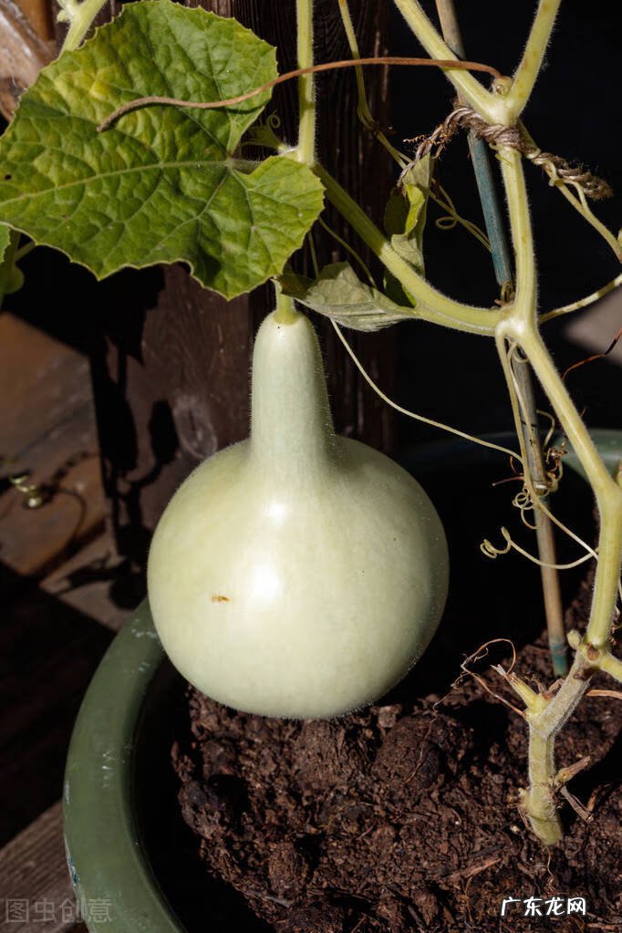 风水葫芦每年都得换吗 家里的葫芦多久换一次