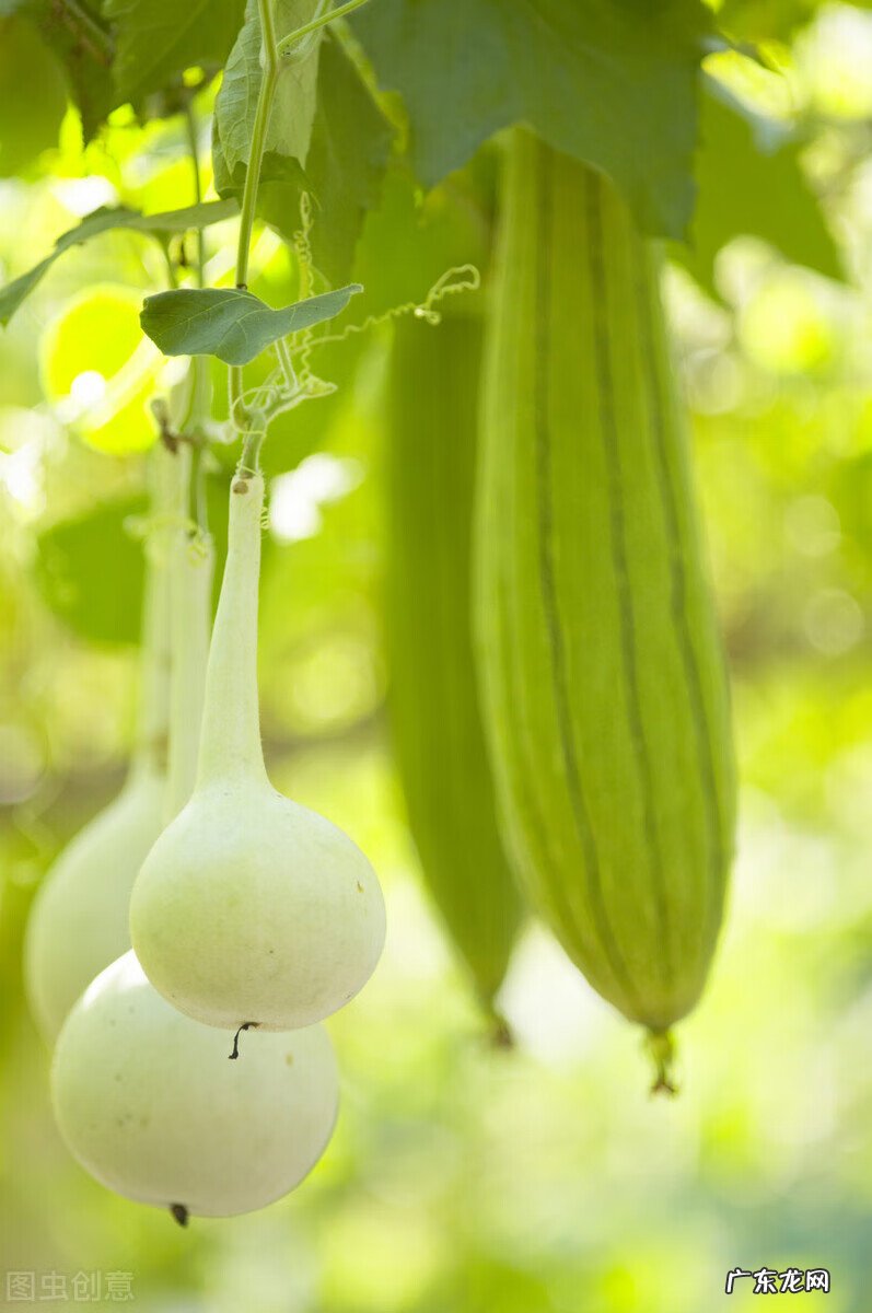 风水葫芦每年都得换吗 家里的葫芦多久换一次
