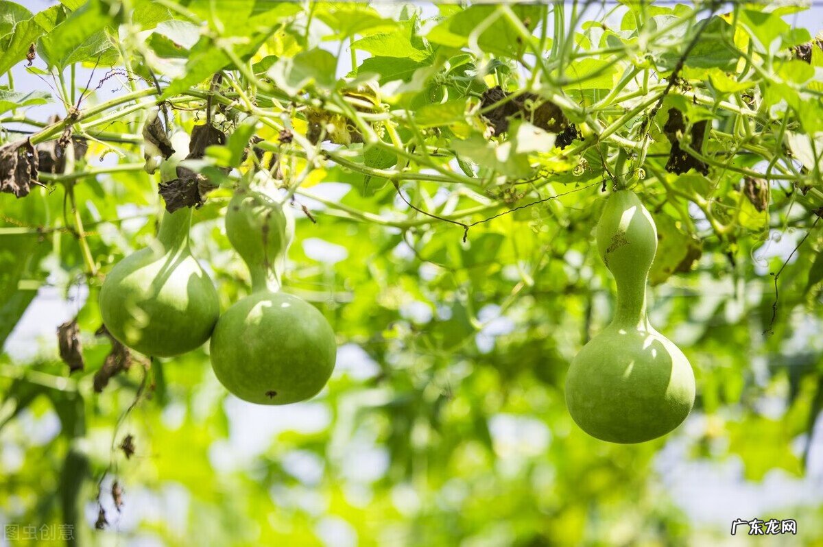 风水葫芦每年都得换吗 家里的葫芦多久换一次