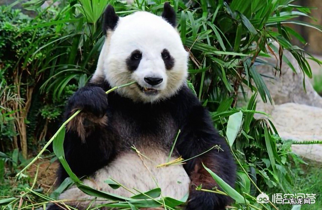 你认为最可爱的动物是什么?为何?