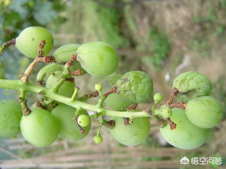 怎么识别葡萄病虫害？