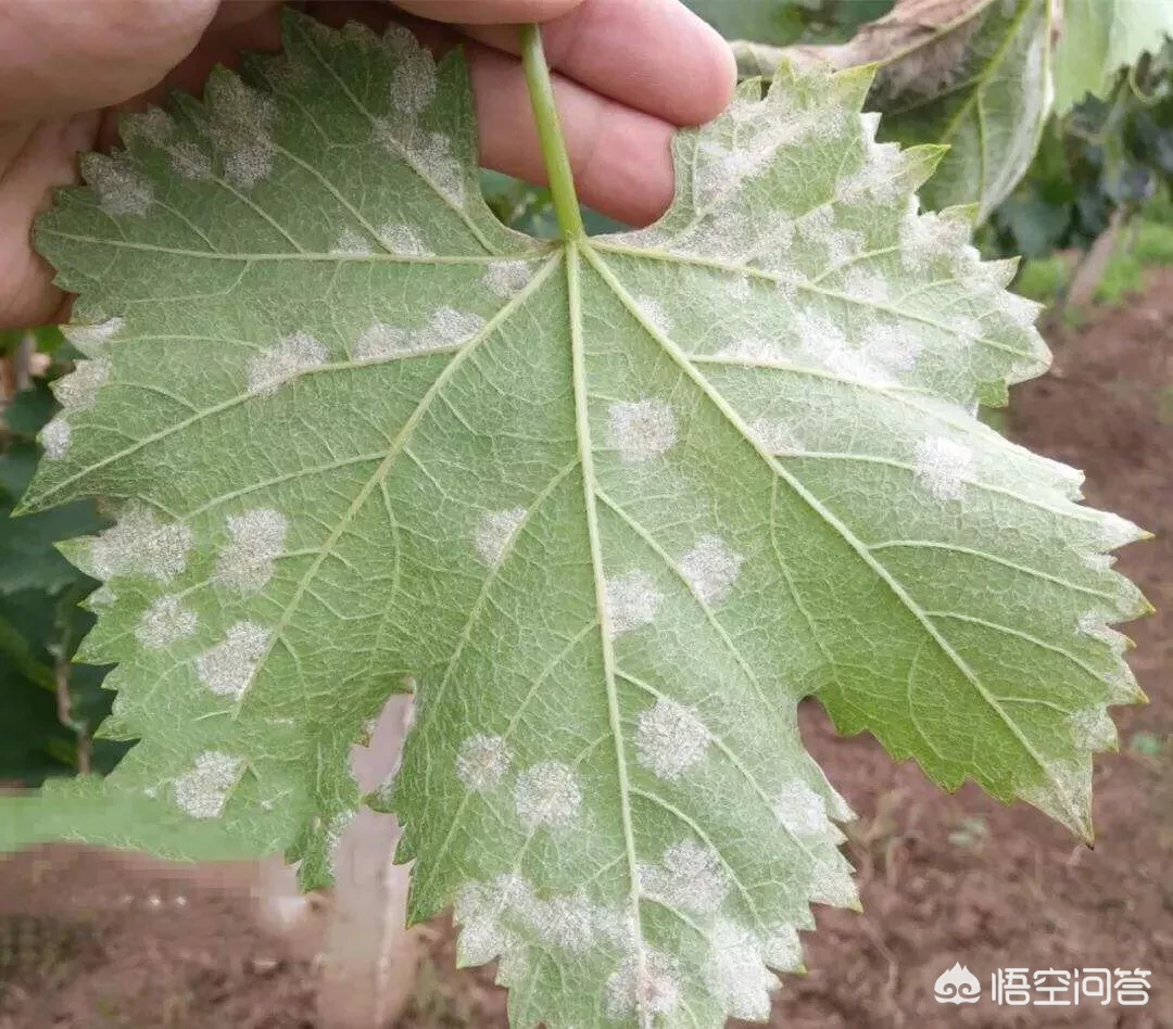 怎么识别葡萄病虫害？