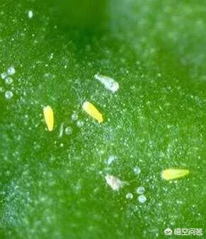 怎么识别葡萄病虫害？