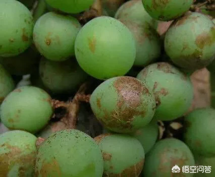 怎么识别葡萄病虫害？
