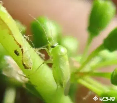 怎么识别葡萄病虫害？