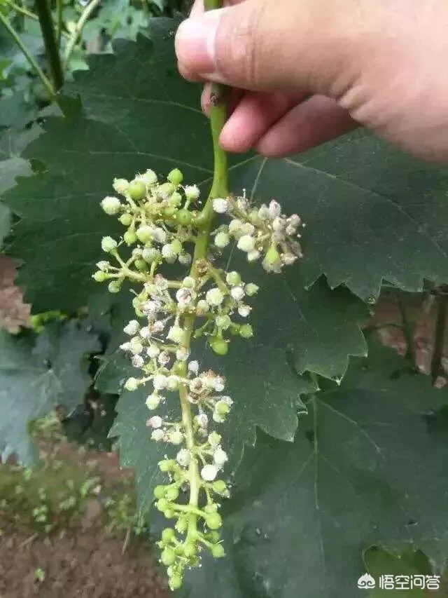 怎么识别葡萄病虫害？