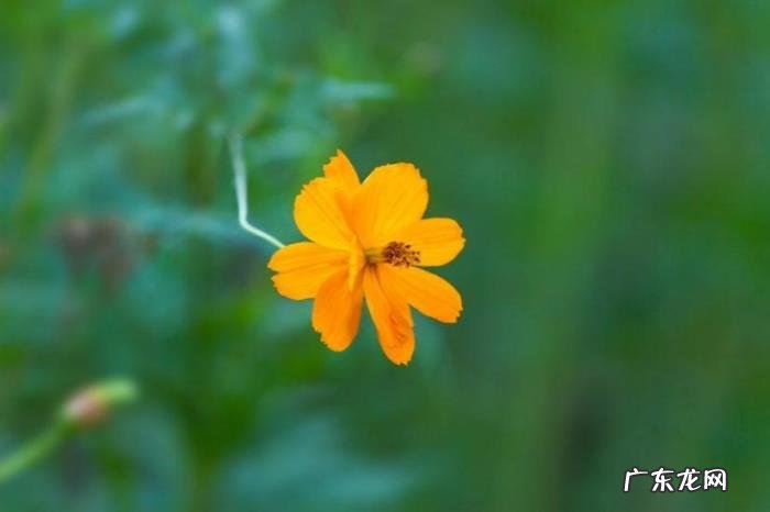 最痴情的星座男排名 十二星座中很痴情的几个星座男