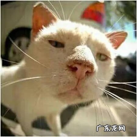 宠物小精灵GO最新版 宠物小精灵Go 介绍