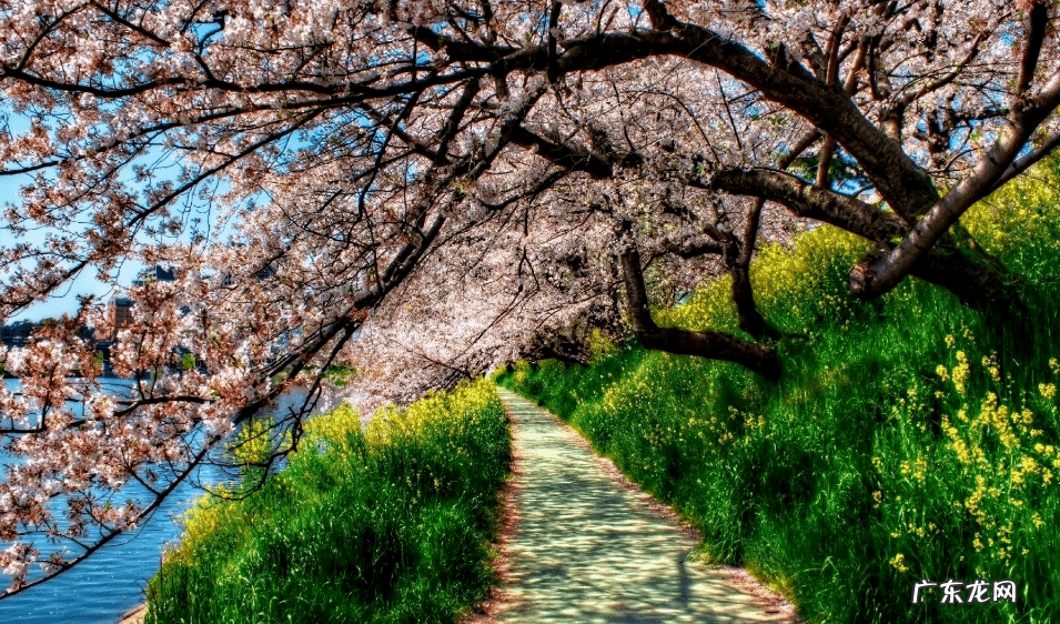 形容人旺财旺的诗词有哪些 带旺的诗句