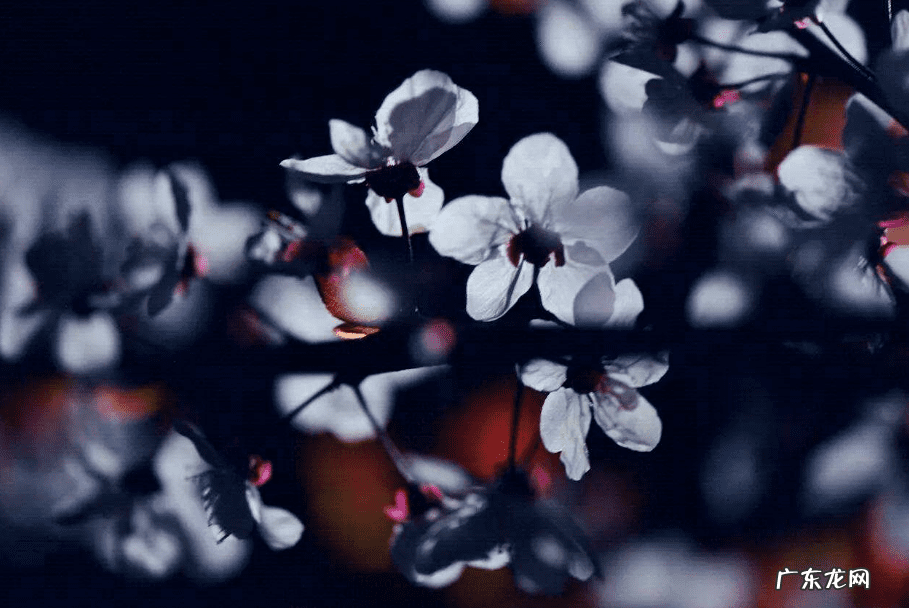 形容人旺财旺的诗词有哪些 带旺的诗句