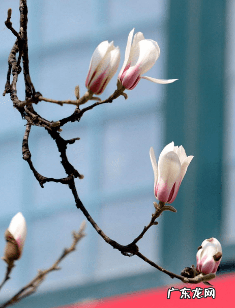 形容人旺财旺的诗词有哪些 带旺的诗句