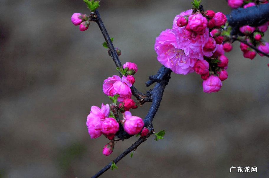 形容人旺财旺的诗词有哪些 带旺的诗句