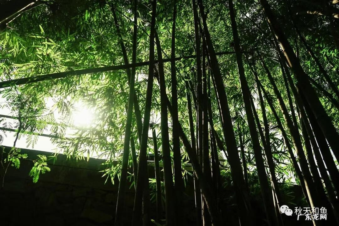 温州景山在哪里 温州景山森林公园