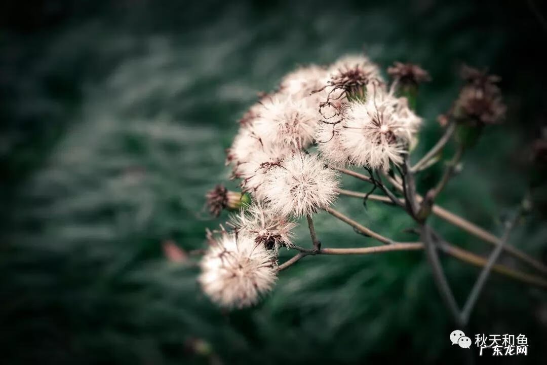 温州景山在哪里 温州景山森林公园