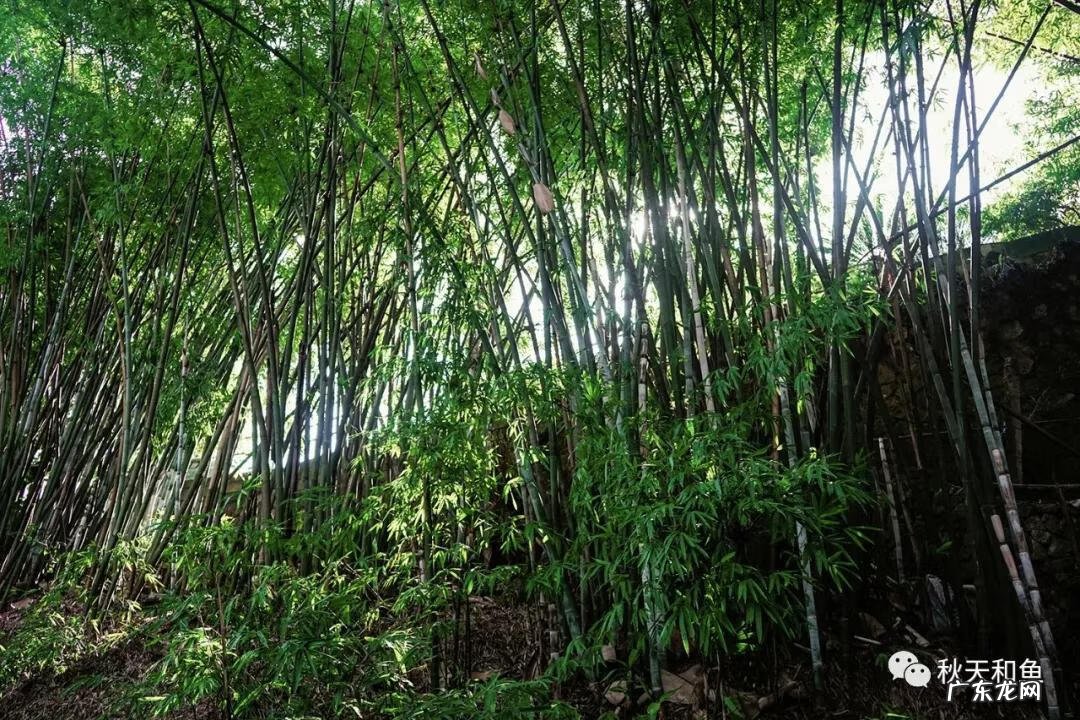 温州景山在哪里 温州景山森林公园