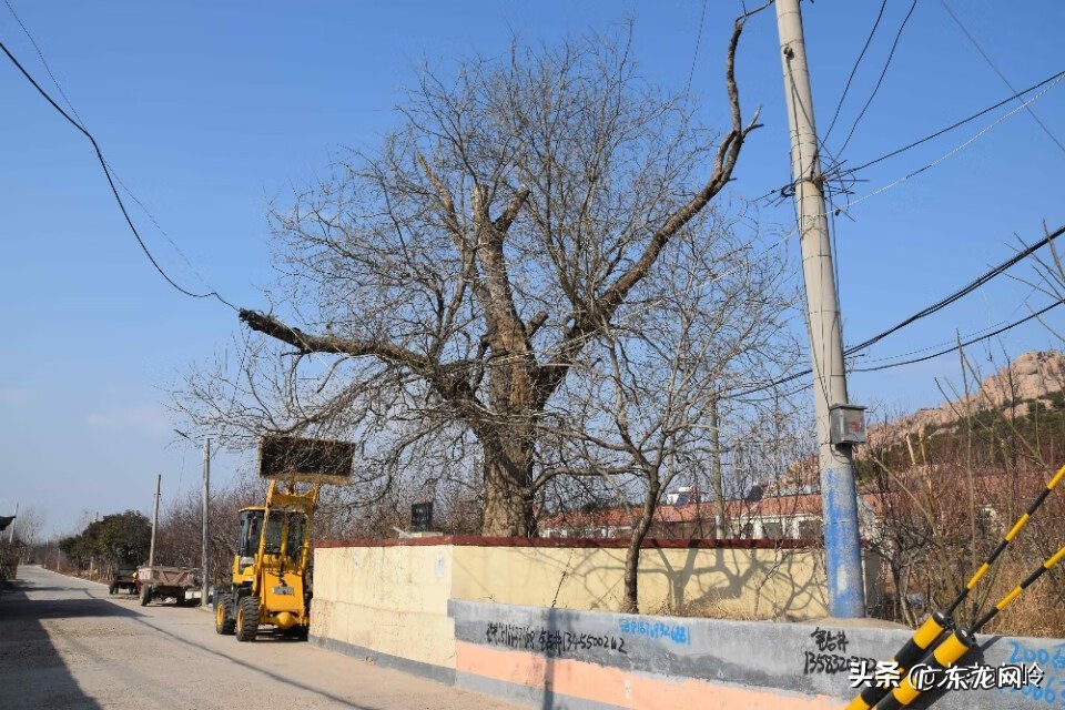 庭院有大树好不好 有大树的地方是不是风水宝地