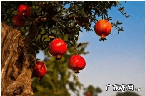 东北门前种什么树风水最好 东北种什么树风水好