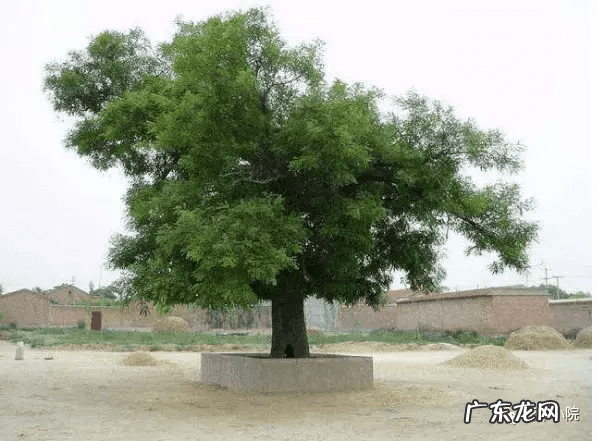 东北门前种什么树风水最好 东北种什么树风水好