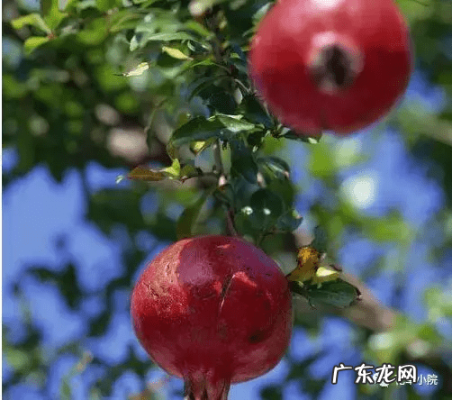 东北门前种什么树风水最好 东北种什么树风水好