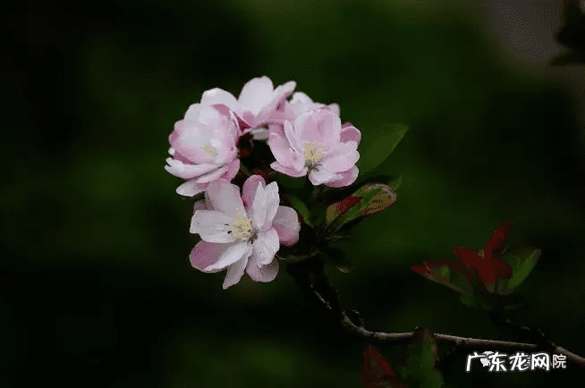 东北门前种什么树风水最好 东北种什么树风水好