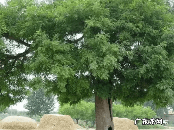 东北门前种什么树风水最好 东北种什么树风水好