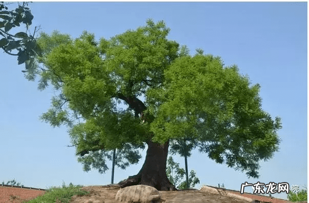 东北门前种什么树风水最好 东北种什么树风水好