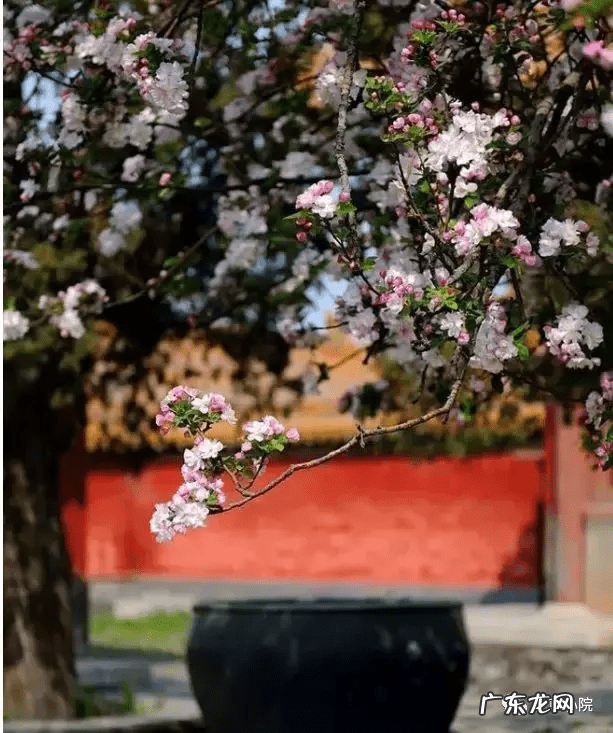 东北门前种什么树风水最好 东北种什么树风水好