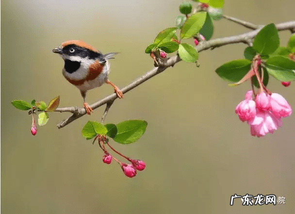 东北门前种什么树风水最好 东北种什么树风水好