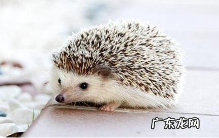刺猬进宅的风水说法 刺猬进宅的征兆和说法