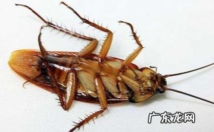 家里很干净突然出现一只蟑螂的原因 家里很干净突然出现一只蟑螂的原因是
