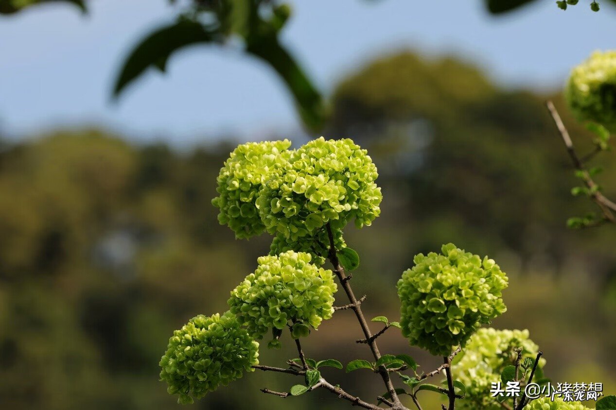 绣球花的毒性大不大 绣球花有毒吗?
