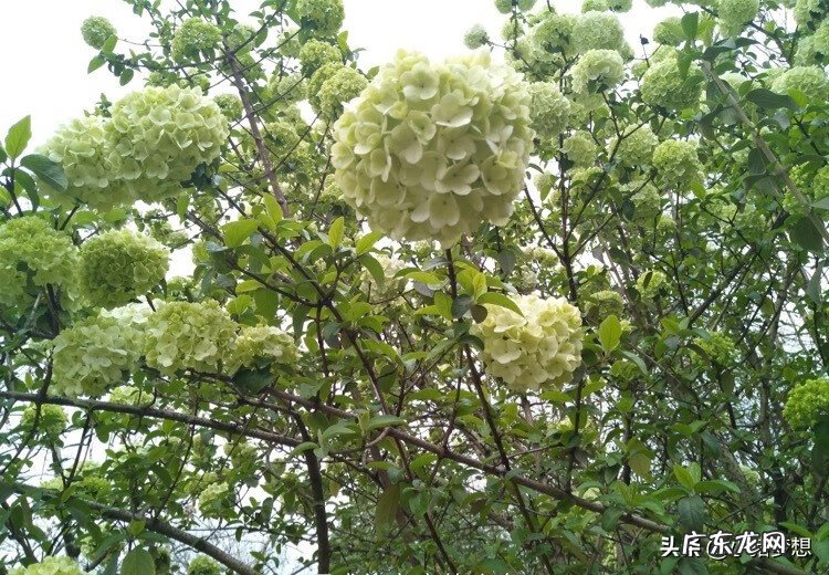 绣球花的毒性大不大 绣球花有毒吗?