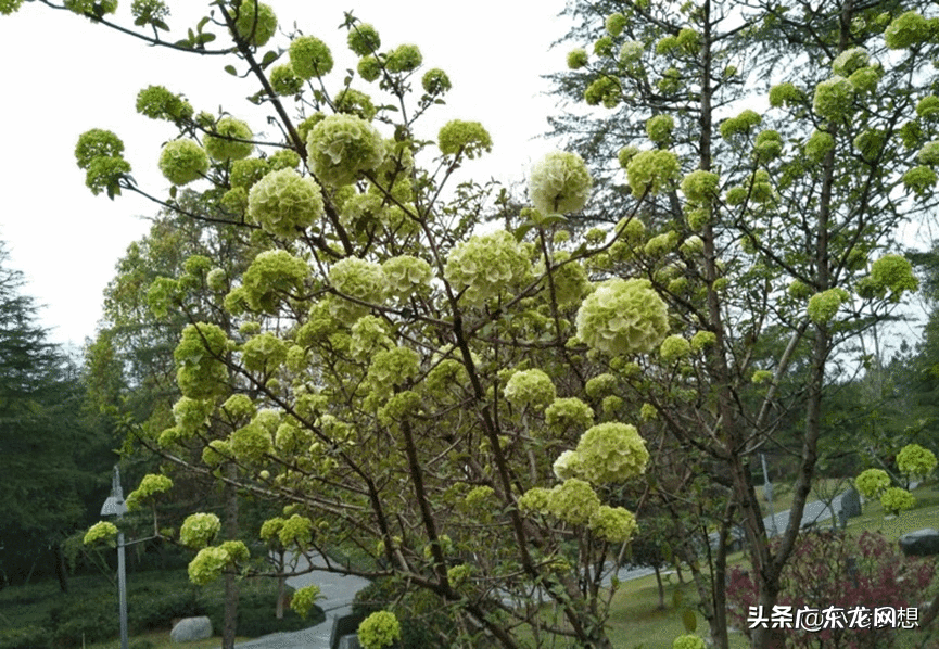 绣球花的毒性大不大 绣球花有毒吗?