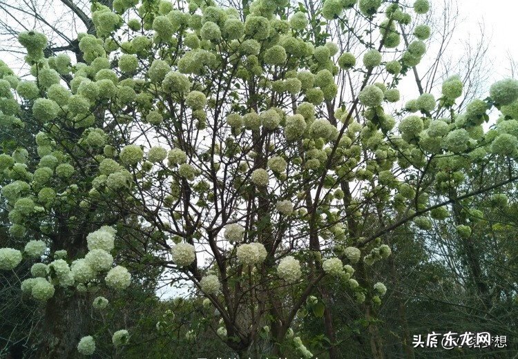 绣球花的毒性大不大 绣球花有毒吗?