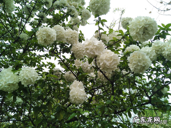 绣球花的毒性大不大 绣球花有毒吗?