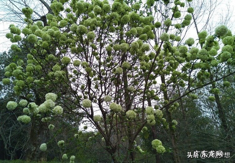 绣球花的毒性大不大 绣球花有毒吗?