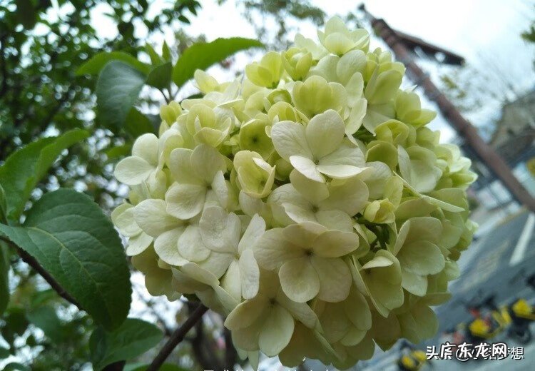 绣球花的毒性大不大 绣球花有毒吗?