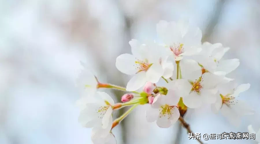 春江水暖鸭先知的理解 春风水暖鸭先知上一句是啥