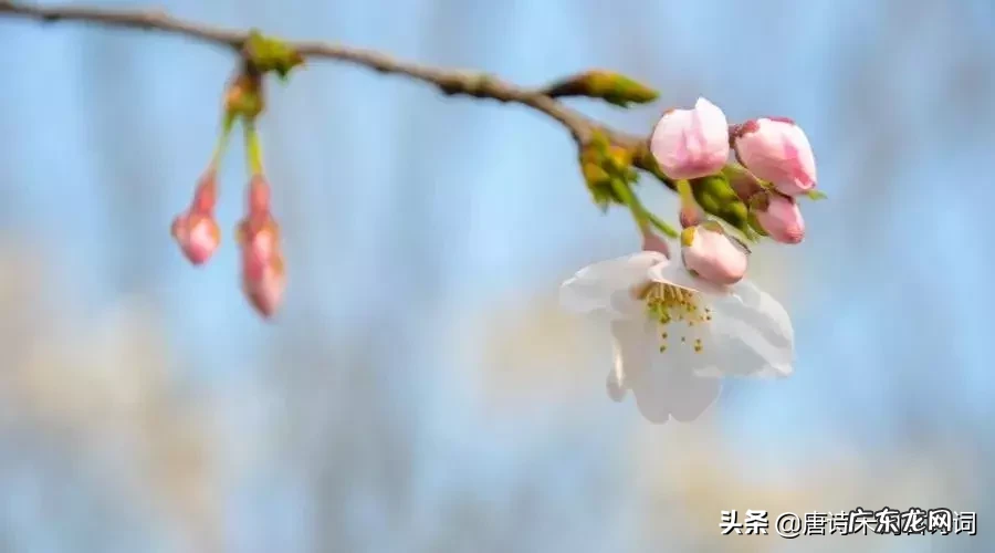 春江水暖鸭先知的理解 春风水暖鸭先知上一句是啥
